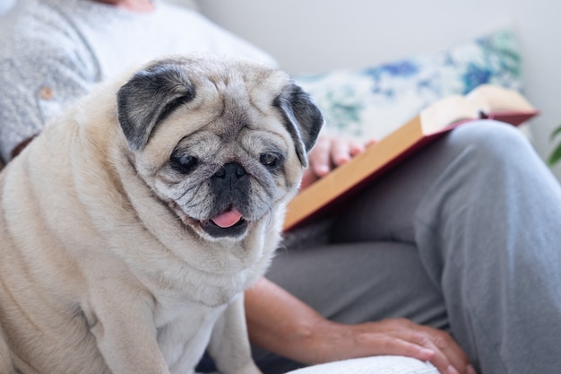 Primo piano su un cane carlino di razza chiaro seduto con il suo proprietario anziano sul divano, rilassandosi insieme a casa