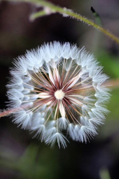 Primo piano su un fiore di tarassaco contro uno sfondo sfocato.