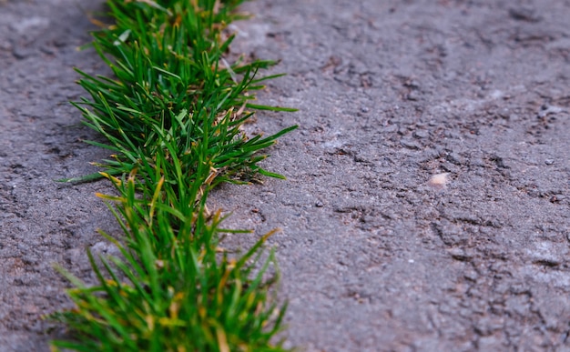 Primo piano su un terreno all'aperto con erba verde e asfalto