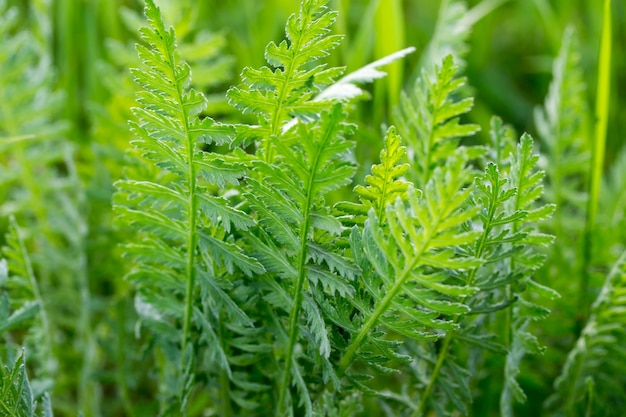 Primo piano su una bella erba verde