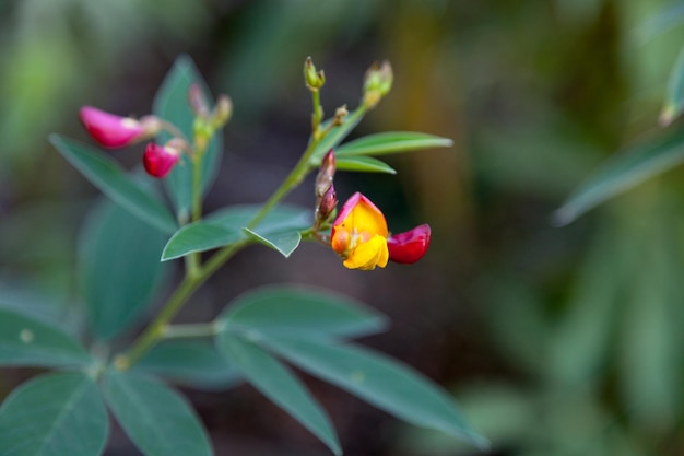 Primo piano su una Crotalaria retusa