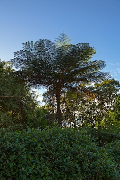 Primo piano su una Cyathea borbonica