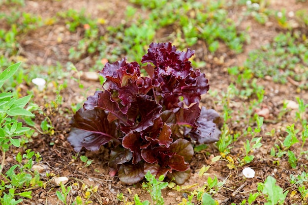 Primo piano su una lattuga di foglie di quercia rossa in un orto