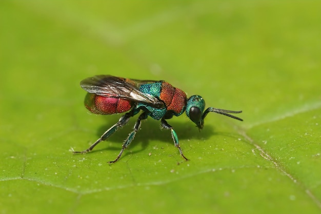 Primo piano su una vespa gioiello colorata, Hedychrum nobile