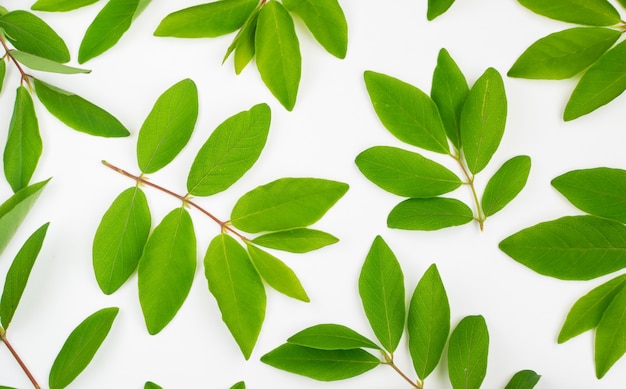 Primo piano su Young Green Leaves Dettagli