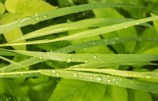 Primo piano succoso della carice dell'erba verde su cui dopo la pioggia pesante è rimasta la riproduzione di gocce d'argento al sole