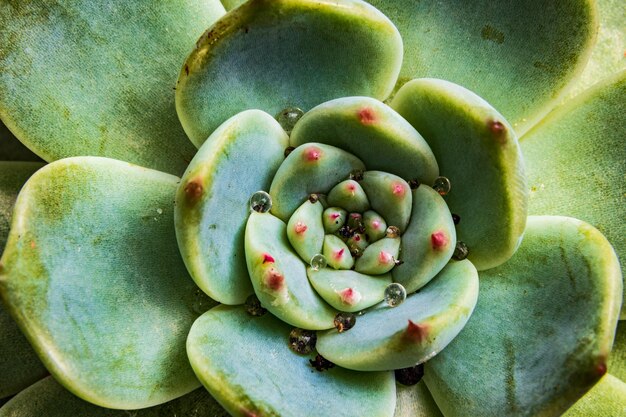 Primo piano succulento da giardino