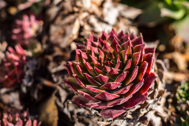 Primo piano succulento Sfondo primavera