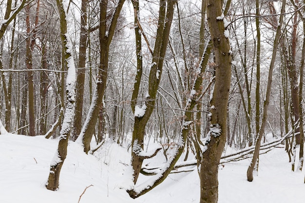 Primo piano sugli alberi dopo la nevicata