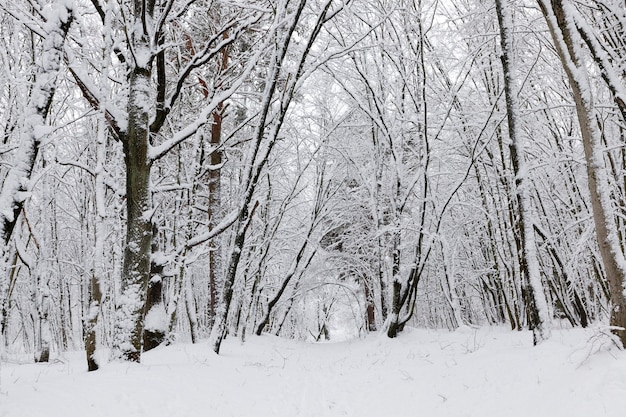 Primo piano sugli alberi in inverno