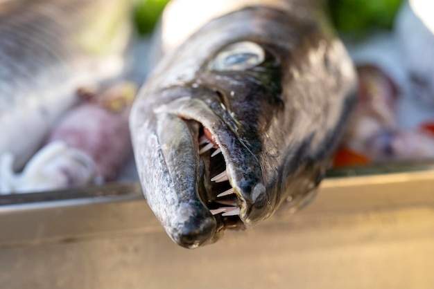 Primo piano sui denti barracuda Barracuda di pesce fresco di mare al mercato del cibo di strada Concetto di frutti di mare Barracuda cruda per cucinare