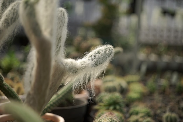 Primo piano sui dettagli della pianta di cactus