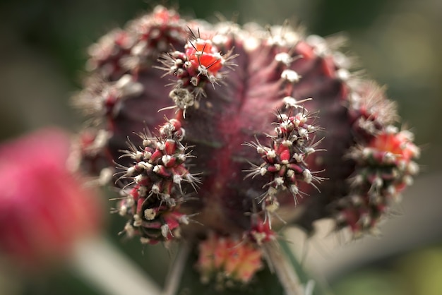 Primo piano sui dettagli della pianta di cactus