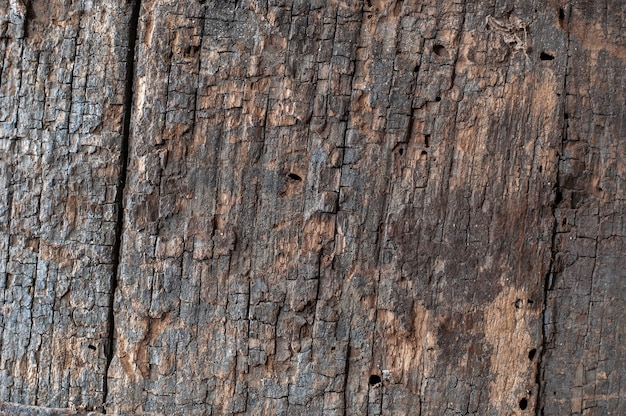 Primo piano sui dettagli di struttura della corteccia di albero