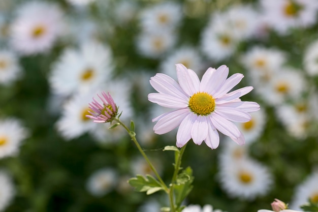 Primo piano sui fiori di crisantemo dell'autunno