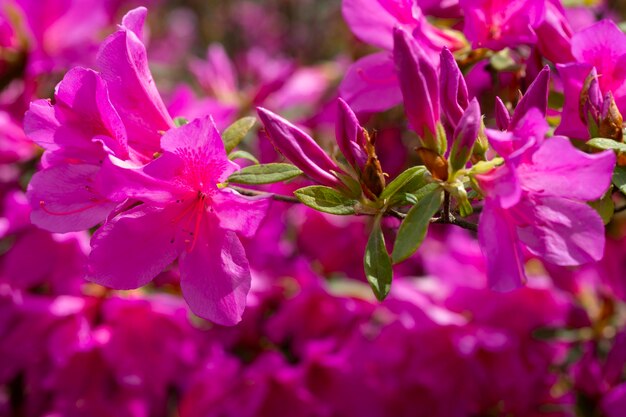 Primo piano sui fiori viola di azalea japonica Konigstein azalea giapponese Pistillo e stami sono visibili