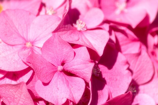 Primo piano sui petali rosa dell'ortensia