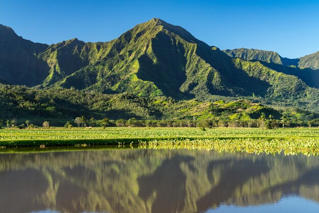 Primo piano sui piani di Taro nella valle di Hanalei con le montagne Na Pali dietro a Kauai