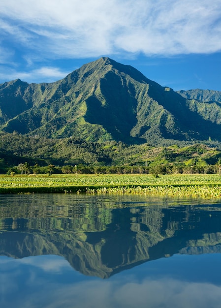 Primo piano sui piani di Taro nella valle di Hanalei con le montagne Na Pali dietro a Kauai