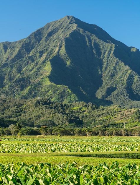 Primo piano sui piani di Taro nella valle di Hanalei con le montagne Na Pali dietro a Kauai