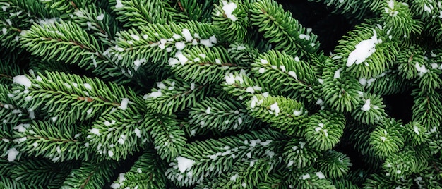 Primo piano sui rami verdi dell'abete innevato e sui fiocchi di neve Sfondo banner natalizio