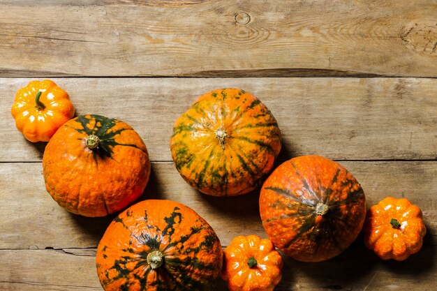 Primo piano sul bellissimo concetto di raccolta di zucche mature