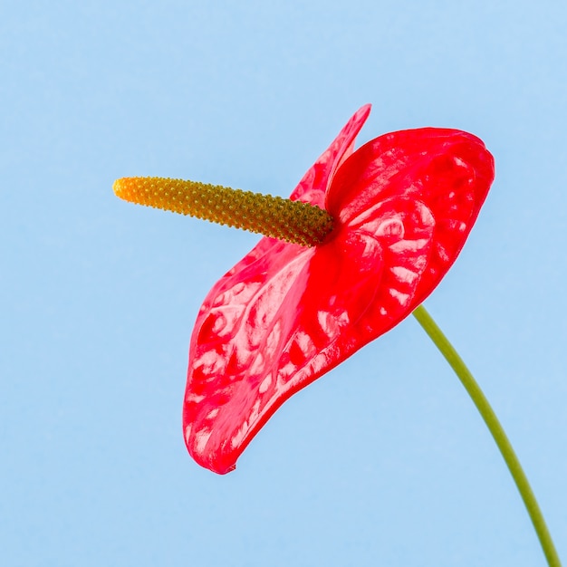 Primo piano sul bellissimo fiore rosso isolato