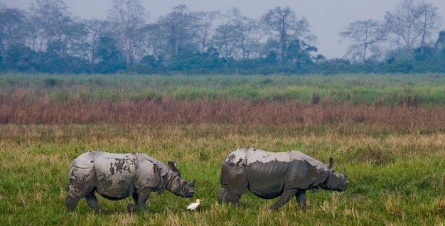Primo piano sul bellissimo rinoceronte in natura