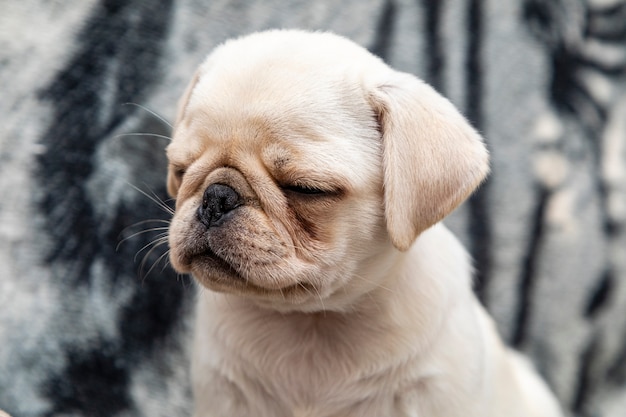 Primo piano sul cane pug, bambino con grandi occhi