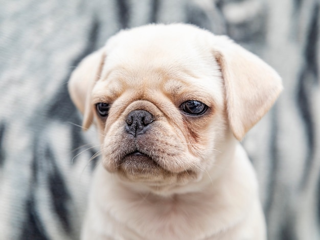 Primo piano sul cane pug, bambino con grandi occhi