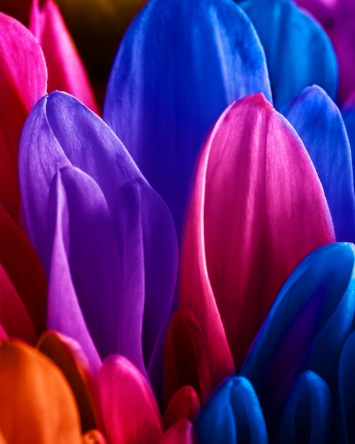 Primo piano sul fiore con petali multicolori