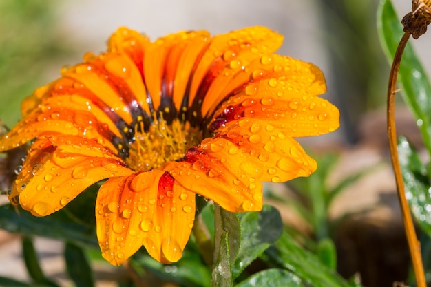 Primo piano sul fiore d'arancio con gocce d'acqua