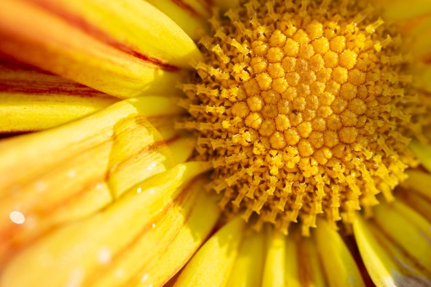 primo piano sul fiore giallo yellow