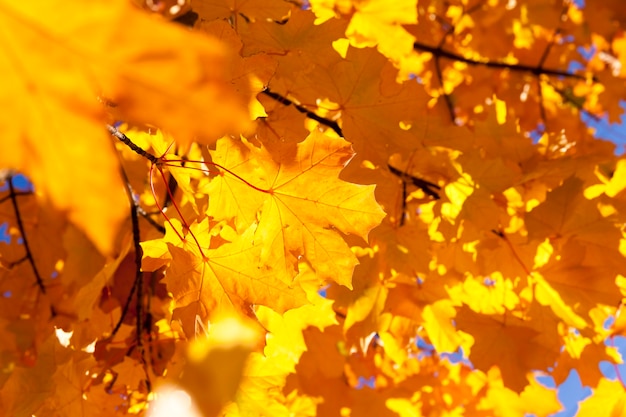 Primo piano sul fogliame autunnale