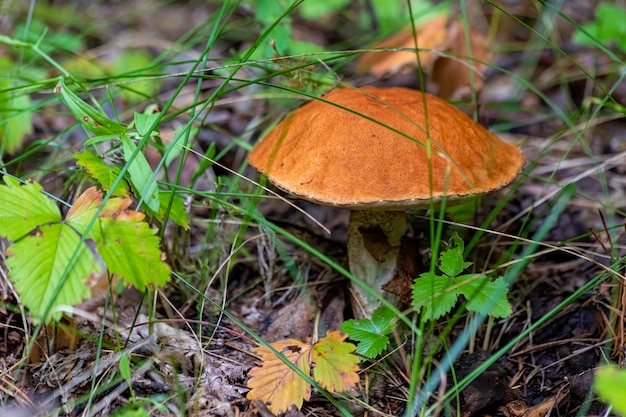 Primo piano sul fungo Leccinum in natura