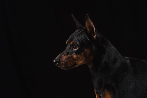 Primo piano sul giovane Zwergpinscher isolato