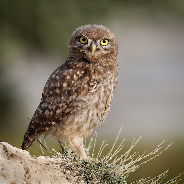 Primo piano sul piccolo gufo in piedi nella natura