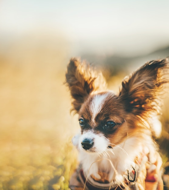 Primo piano sul piccolo simpatico cane papillon in natura