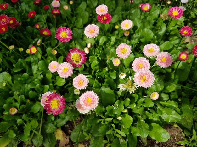 Primo piano sul prato di bellis perennis fiori in piena fioritura in primavera