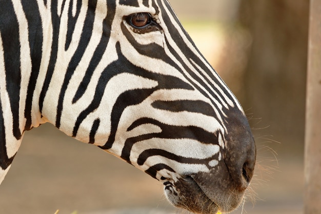 Primo piano sul ritratto di zebra Damara in natura