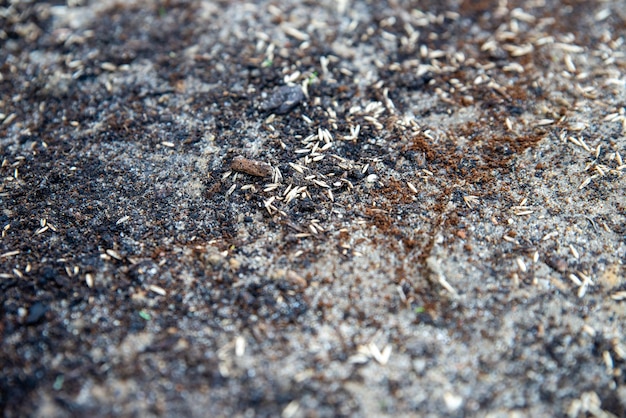 Primo piano sull'erba appena seminata a terra