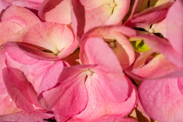 Primo piano sull'ortensia rosa