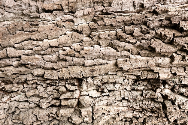 Primo piano sulla bella struttura della corteccia di albero