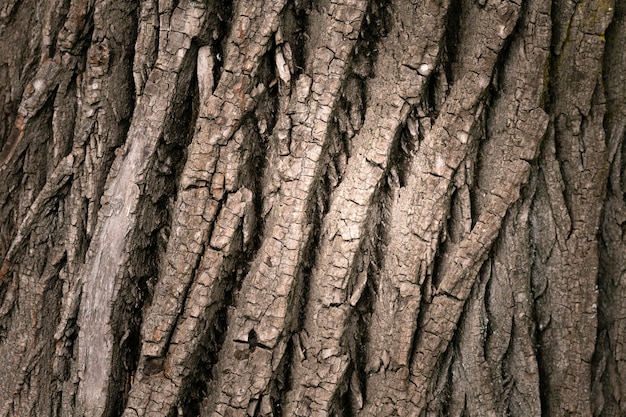 Primo piano sulla bella struttura della corteccia di albero