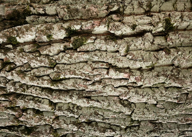 Primo piano sulla bellissima trama di corteccia d'albero