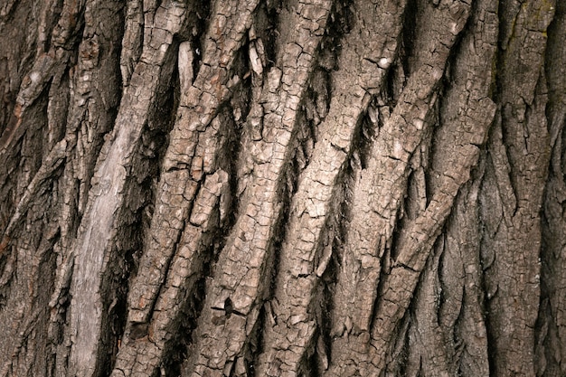 Primo piano sulla bellissima trama di corteccia d'albero