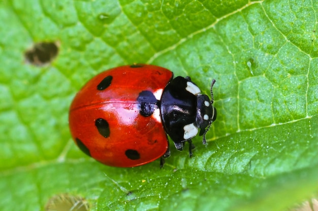 Primo piano sulla colorata coccinella a sette punti, Coccinella septempunctata su una foglia verde