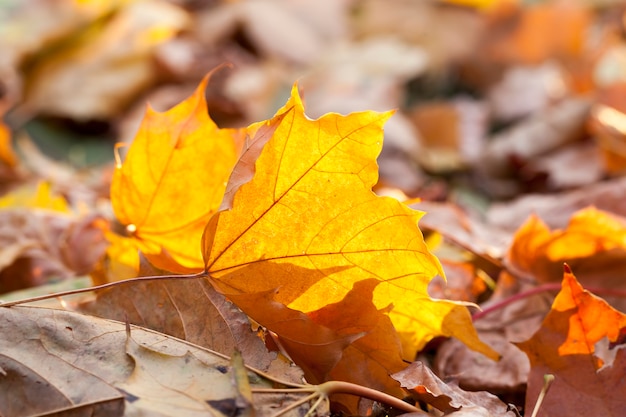 Primo piano sulla foresta di acero in autunno