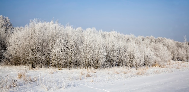 Primo piano sulla foresta invernale