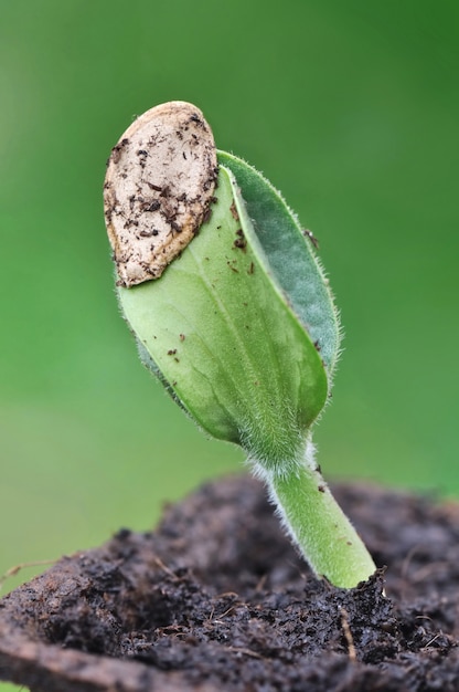 Primo piano sulla germinazione di un seme sul verde